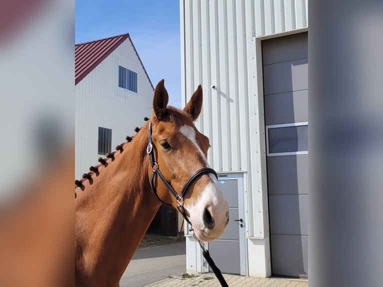German Sport Horse Gelding 3 years 16,3 hh Chestnut-Red in Lauda-K&#xF6;nigshofen