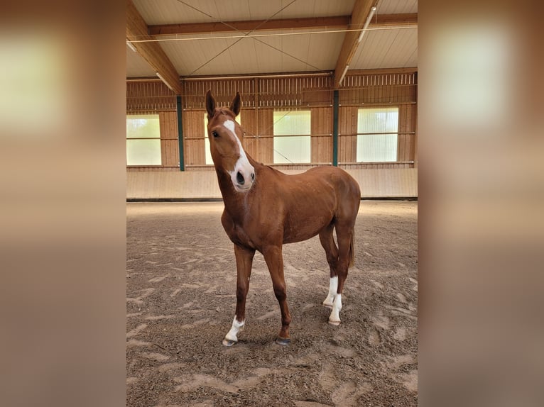 German Sport Horse Gelding 3 years 16,3 hh Chestnut-Red in Lauda-K&#xF6;nigshofen