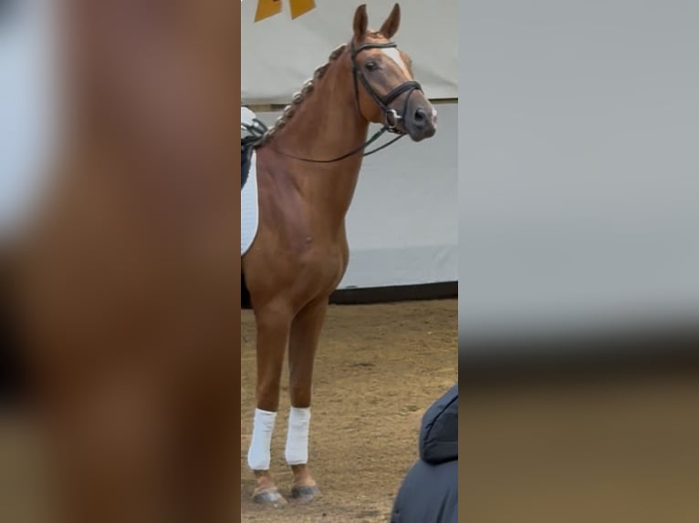 German Sport Horse Gelding 3 years 16,3 hh Dun in Ehingen an der Donau German Sport Horse Gelding 3 years 16,3 hh Dun in Ehingen an der Donau
