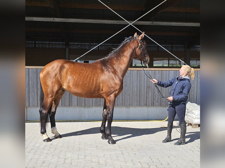 German Sport Horse Gelding 3 years 17,1 hh Brown in Neupotz