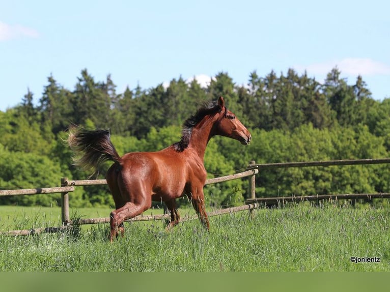 German Sport Horse Gelding 3 years 17.1 hh Chestnut-Red in Radevormwald