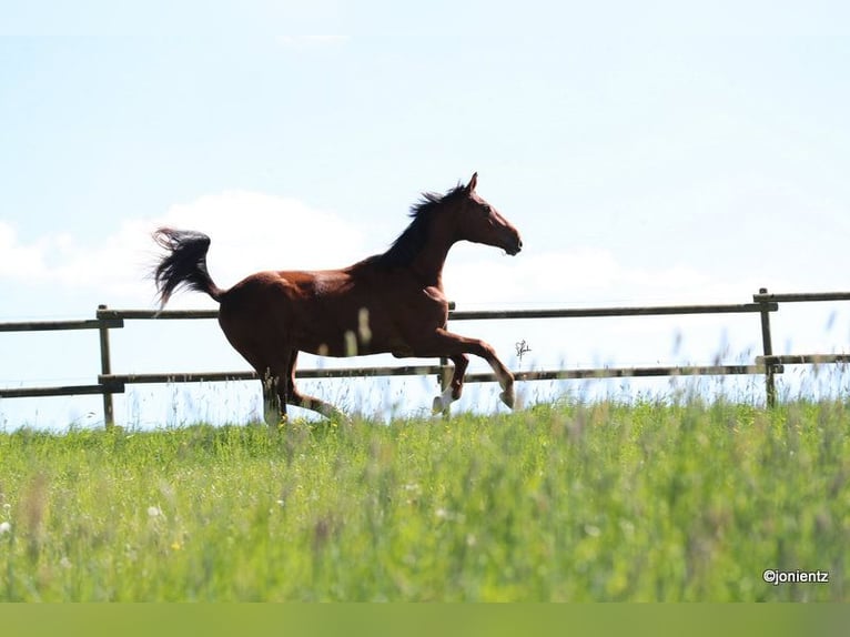 German Sport Horse Gelding 3 years 17.1 hh Chestnut-Red in Radevormwald
