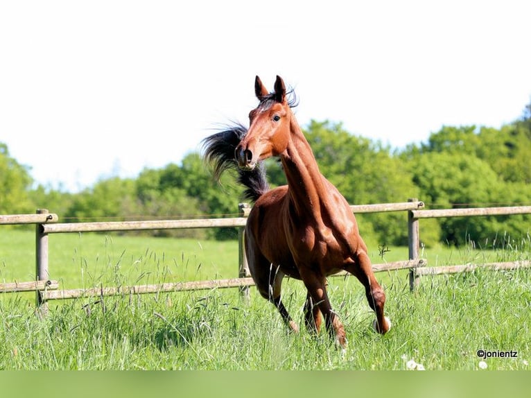 German Sport Horse Gelding 3 years 17.1 hh Chestnut-Red in Radevormwald