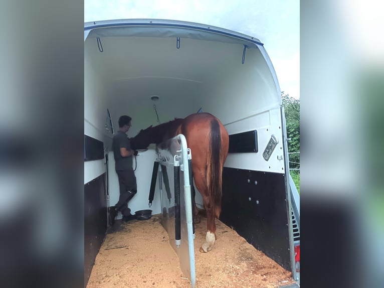 German Sport Horse Gelding 3 years 17.1 hh Chestnut-Red in Radevormwald