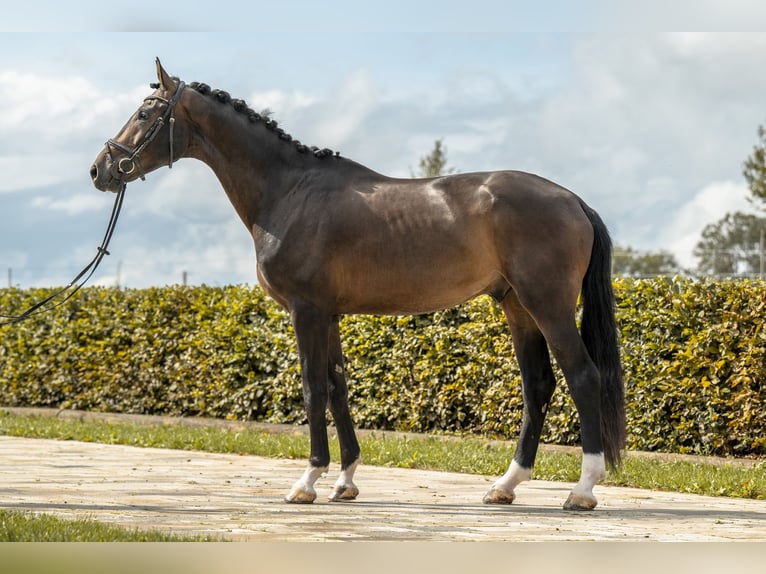 German Sport Horse Gelding 3 years 17,1 hh Smoky-Black in Gomadingen