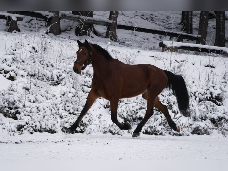 German Sport Horse Gelding 3 years 17 hh Bay in Kłodzko