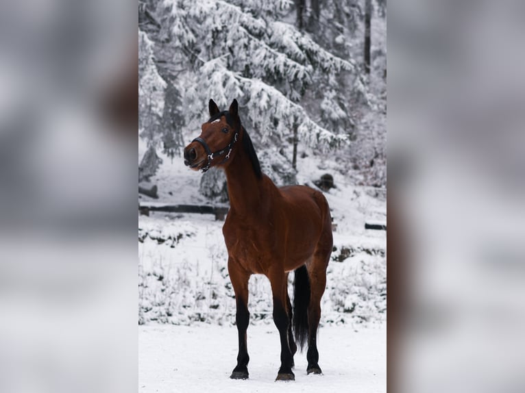 German Sport Horse Gelding 3 years 17 hh Bay in Kłodzko