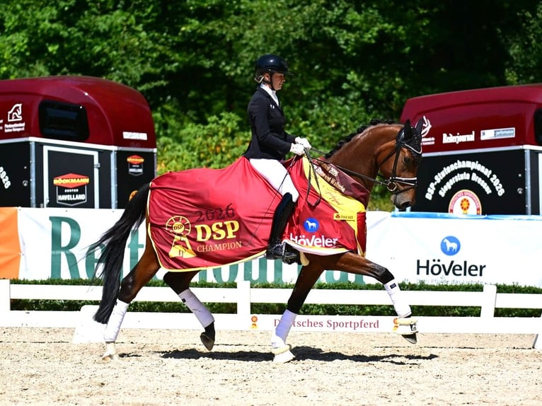 German Sport Horse Gelding 3 years 17 hh Brown in Gomadingen