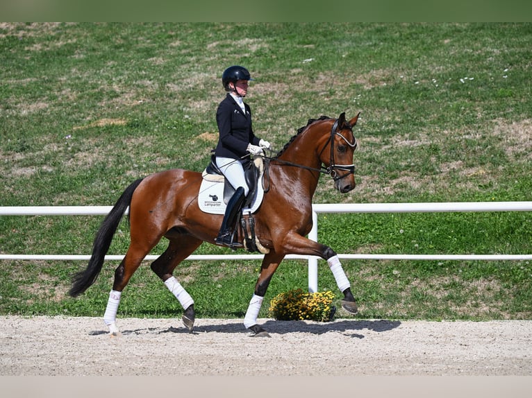 German Sport Horse Gelding 3 years 17 hh Brown in Gomadingen