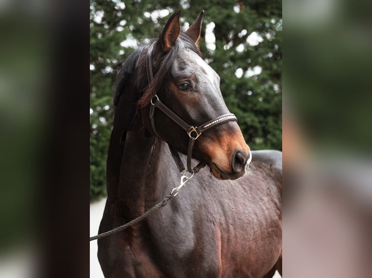 German Sport Horse Gelding 3 years 17 hh Brown in Priestewitz