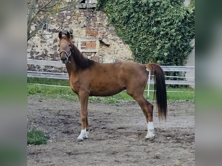 German Sport Horse Gelding 3 years 17 hh Chestnut in Klipphausen