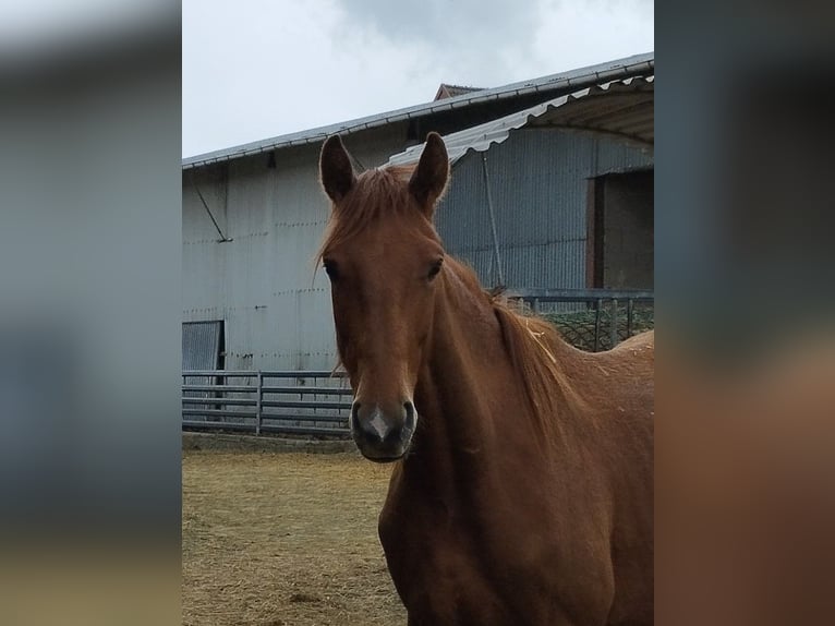 German Sport Horse Gelding 3 years 17 hh Chestnut-Red in Blieskastel