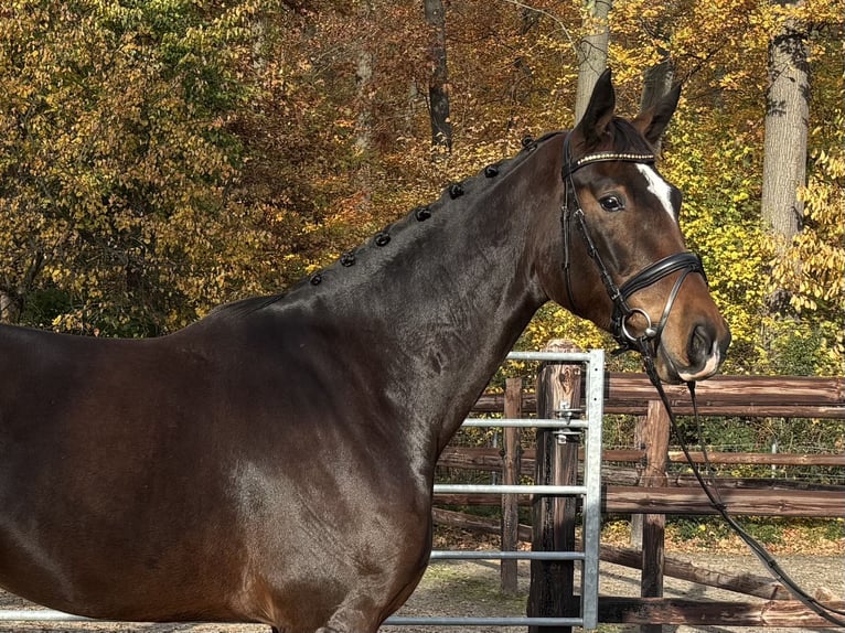 German Sport Horse Gelding 3 years 17 hh Smoky-Black in Darmstadt