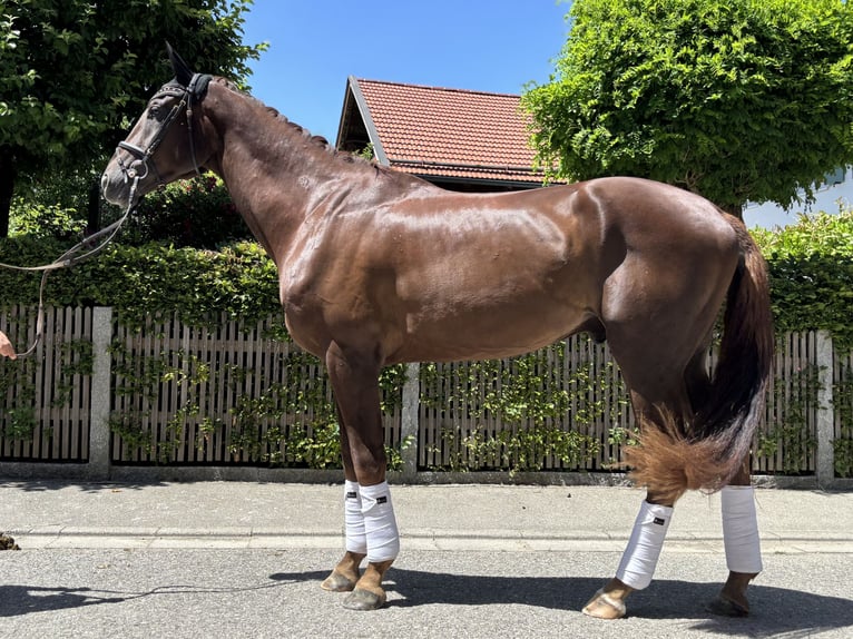 German Sport Horse Gelding 3 years 17,1 hh Chestnut in St&#xF6;ttwang