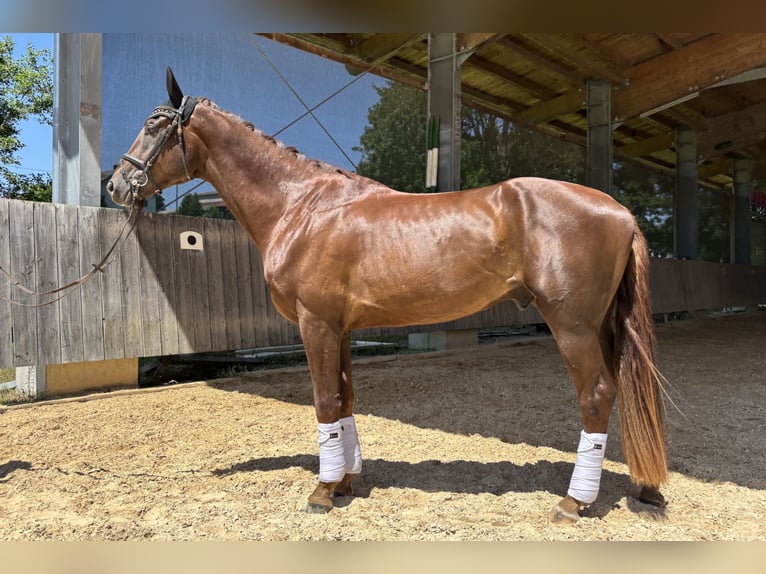 German Sport Horse Gelding 3 years 17,1 hh Chestnut in St&#xF6;ttwang