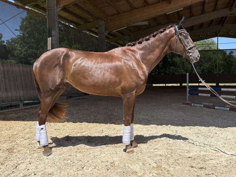 German Sport Horse Gelding 3 years 17,1 hh Chestnut in St&#xF6;ttwang