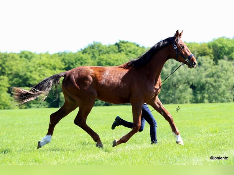 German Sport Horse Gelding 3 years 17,1 hh Chestnut-Red in Radevormwald
