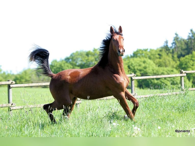 German Sport Horse Gelding 3 years 17,1 hh Chestnut-Red in Radevormwald