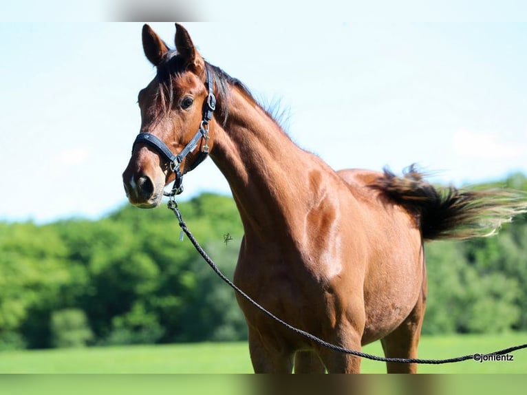 German Sport Horse Gelding 3 years 17,1 hh Chestnut-Red in Radevormwald