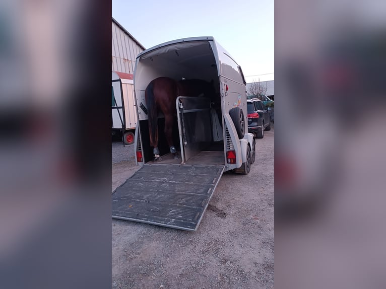 German Sport Horse Gelding 3 years 17,1 hh Chestnut-Red in Radevormwald