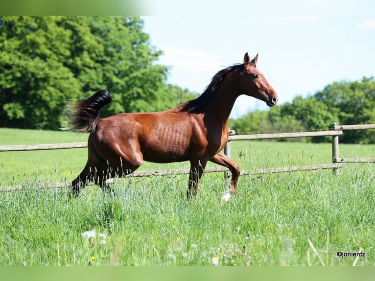 German Sport Horse Gelding 3 years 17,1 hh Chestnut-Red in Radevormwald