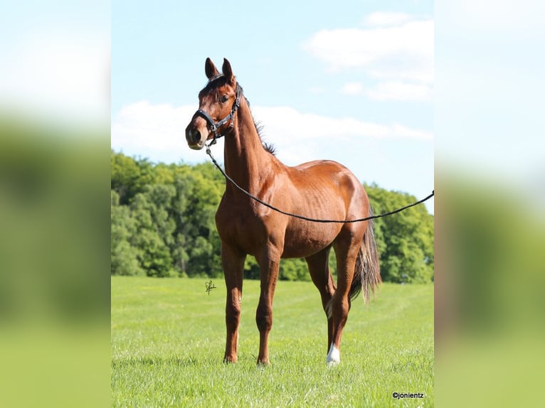 German Sport Horse Gelding 3 years 17,1 hh Chestnut-Red in Radevormwald