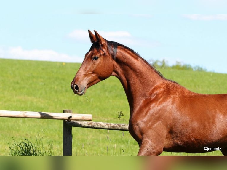 German Sport Horse Gelding 3 years 17,1 hh Chestnut-Red in Radevormwald