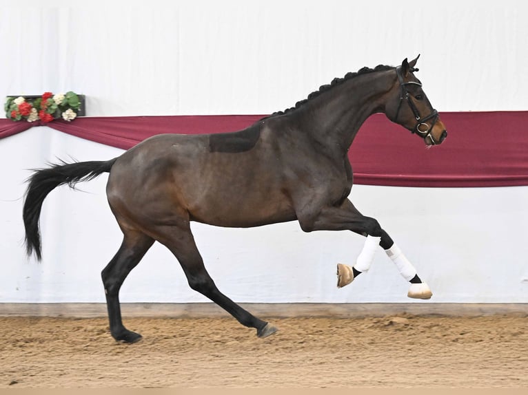 German Sport Horse Gelding 3 years Bay-Dark in Gomadingen