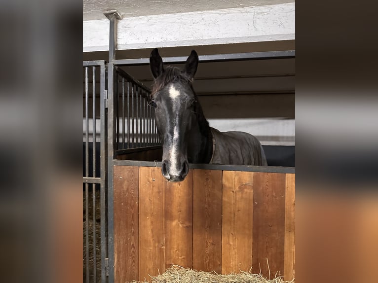 German Sport Horse Gelding 3 years Bay-Dark in Seeboden