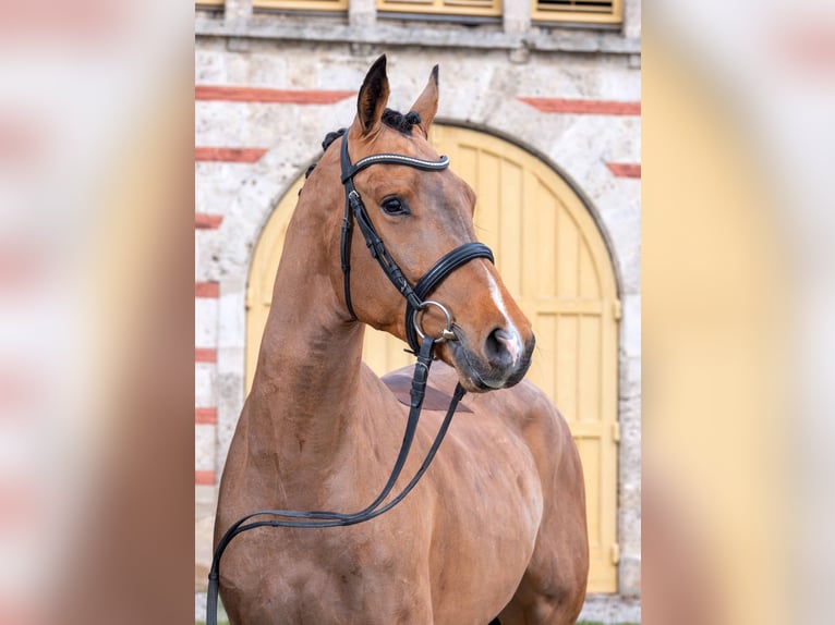 German Sport Horse Gelding 3 years Brown in Gomadingen