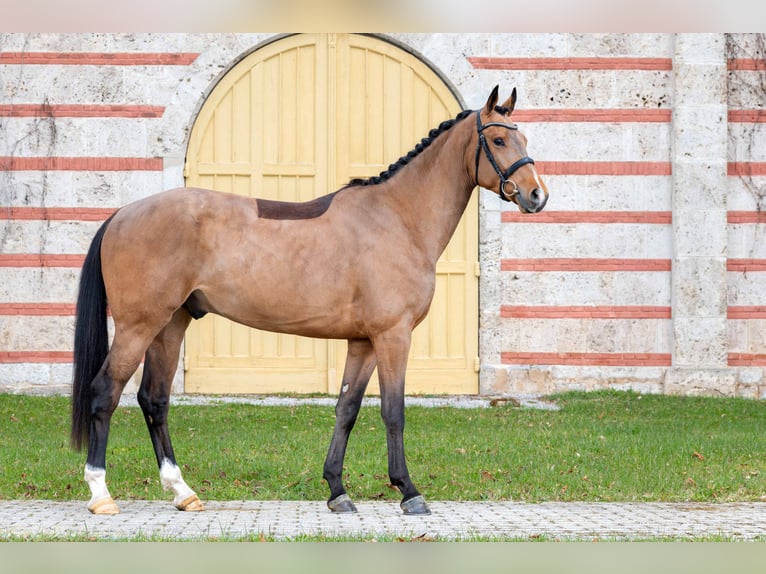 German Sport Horse Gelding 3 years Brown in Gomadingen