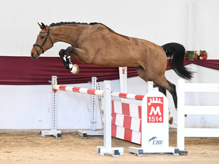 German Sport Horse Gelding 3 years Brown in Gomadingen