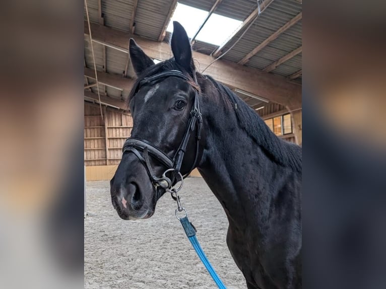 German Sport Horse Gelding 3 years Smoky-Black in Niederstetten