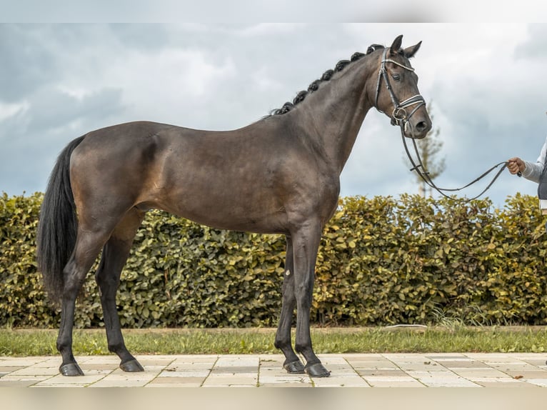 German Sport Horse Gelding 4 years 15,1 hh Smoky-Black in Gomadingen