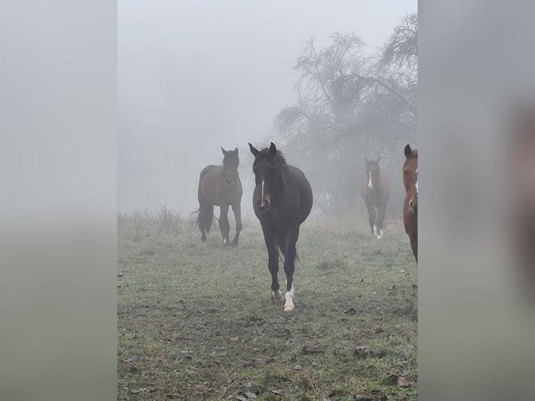 German Sport Horse Gelding 4 years 15,2 hh Bay-Dark in Blankenheim