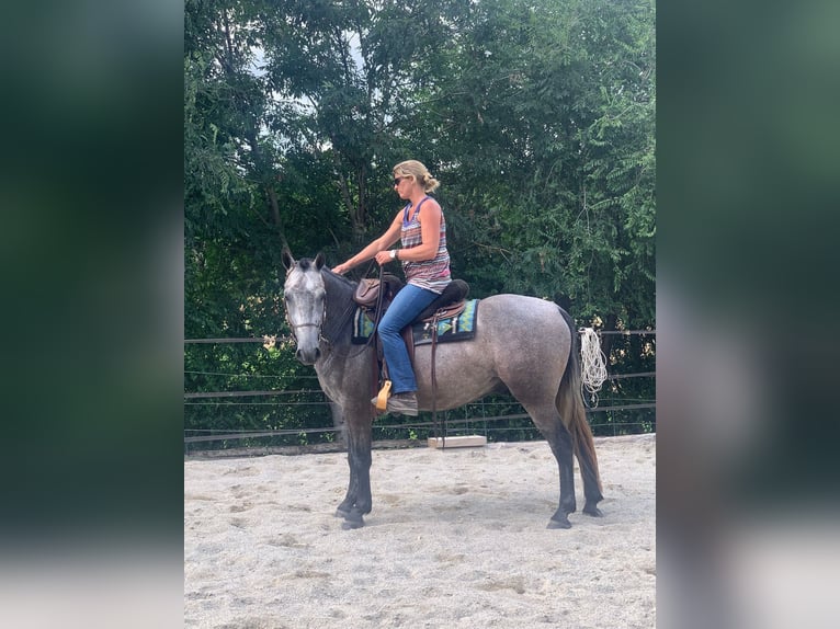 German Sport Horse Mix Gelding 4 years 15,2 hh Can be white in Reutlingen