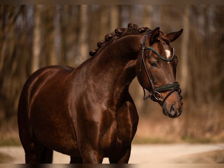 German Sport Horse Gelding 4 years 15.2 hh Chestnut in Wehringen