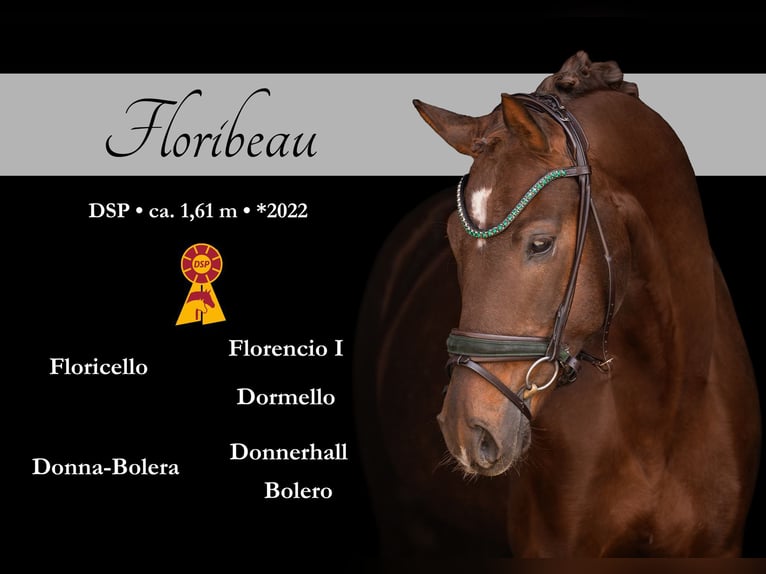 German Sport Horse Gelding 4 years 15.2 hh Chestnut in Wehringen