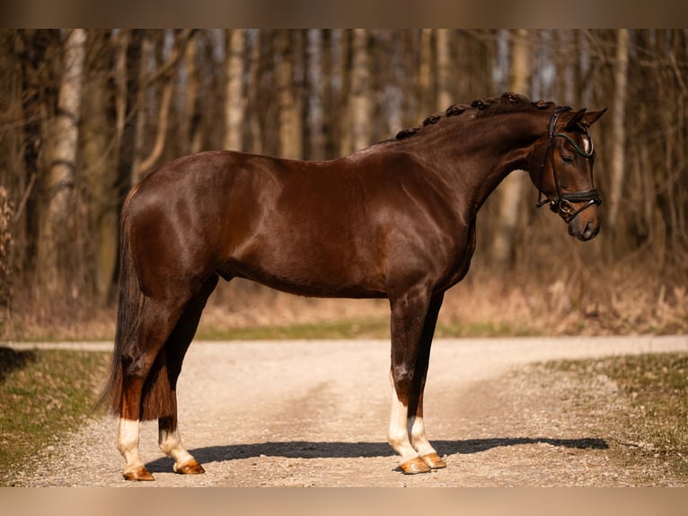 German Sport Horse Gelding 4 years 15.2 hh Chestnut in Wehringen