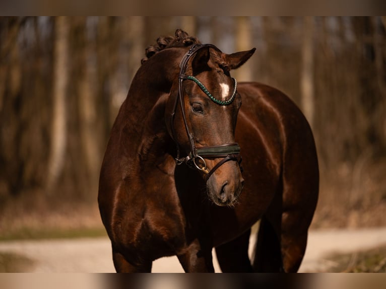 German Sport Horse Gelding 4 years 15.2 hh Chestnut in Wehringen