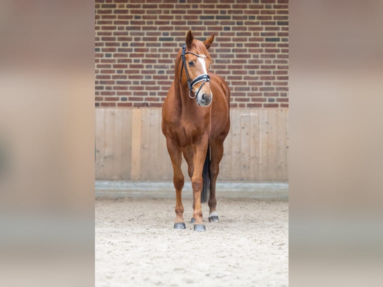 German Sport Horse Gelding 4 years 15,2 hh Chestnut-Red in Goch