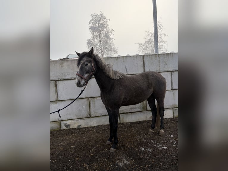 German Sport Horse Gelding 4 years 15.2 hh Grey in Ingoldingen