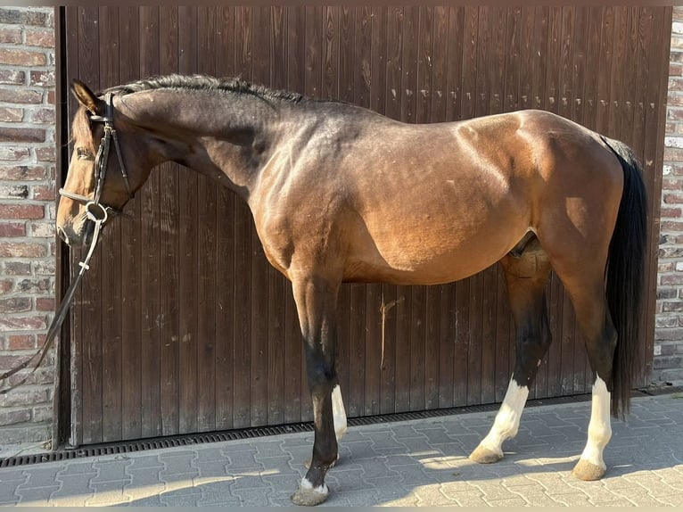 German Sport Horse Gelding 4 years 15,3 hh Bay-Dark in Grevenbroich