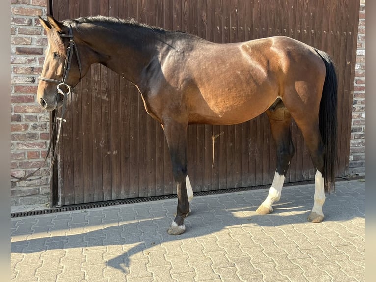 German Sport Horse Gelding 4 years 15,3 hh Bay-Dark in Grevenbroich