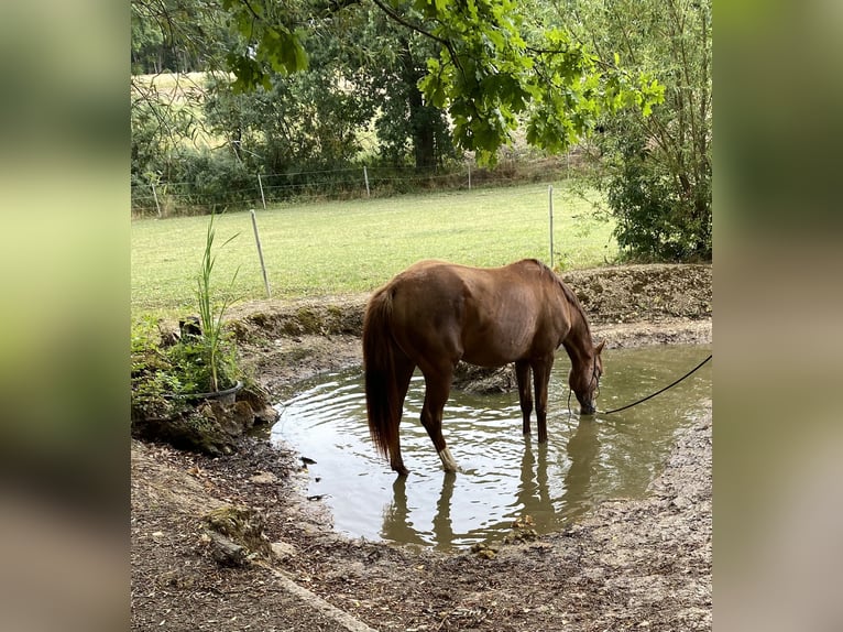 German Sport Horse Gelding 4 years 15,3 hh Chestnut in Freystadt