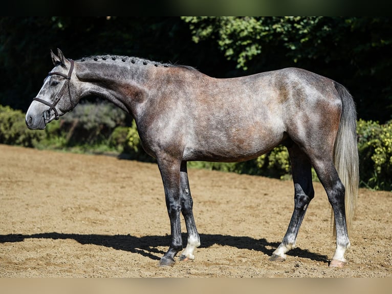 German Sport Horse Gelding 4 years 15.3 hh Grey in Riedstadt
