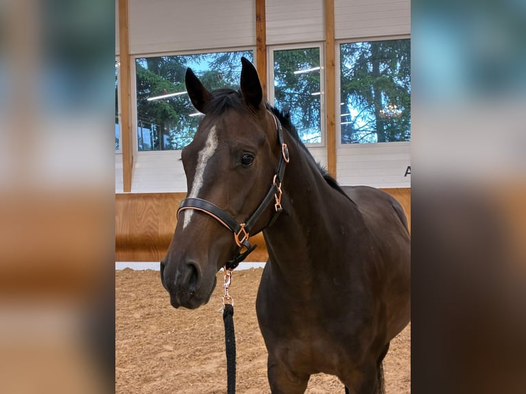 German Sport Horse Gelding 4 years 15,1 hh Brown in Maselheim German Sport Horse Gelding 4 years 15,1 hh Brown in Maselheim