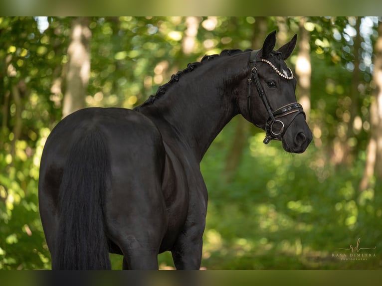 German Sport Horse Gelding 4 years 15,2 hh Black in Wehringen