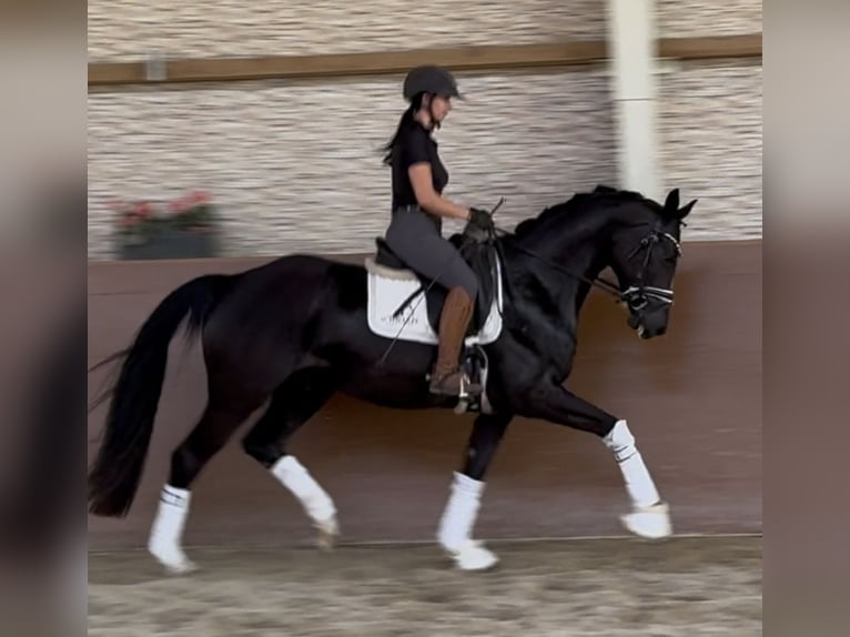 German Sport Horse Gelding 4 years 15,2 hh Black in Wehringen