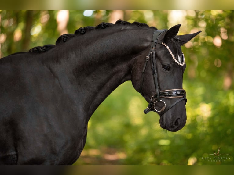 German Sport Horse Gelding 4 years 15,2 hh Black in Wehringen